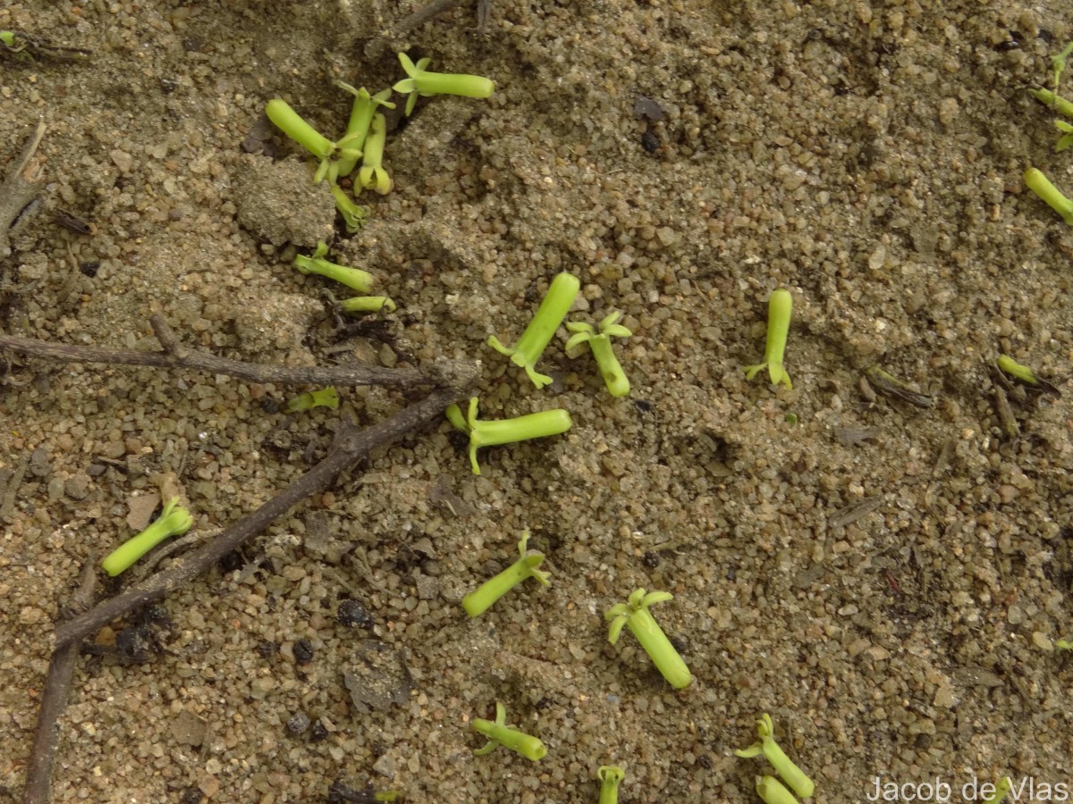 Strychnos nux-vomica L.